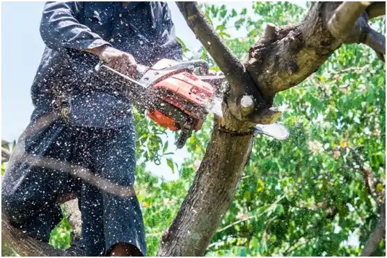 tree services Bandon
